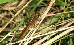 --- Feuerlibelle (Crocothemis erythraea) ---