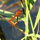 --- Feuerlibelle (Crocothemis erythraea) ---