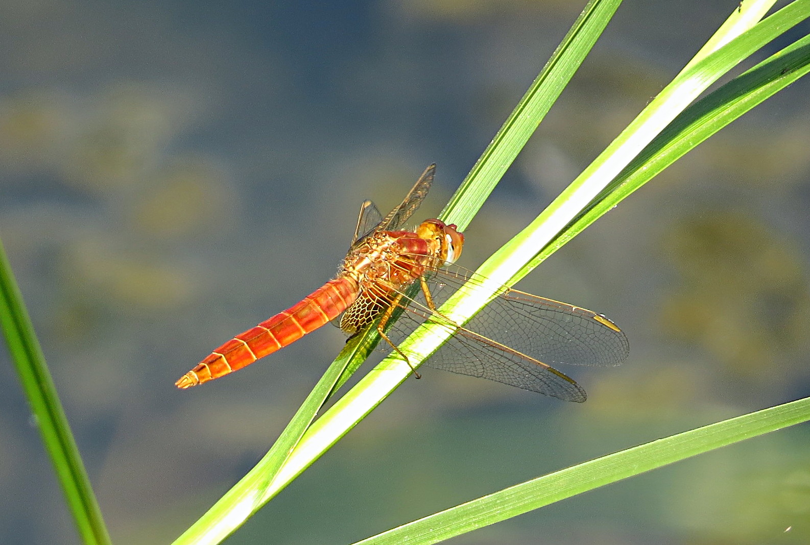 --- Feuerlibelle (Crocothemis erythraea) ---