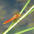 --- Feuerlibelle (Crocothemis erythraea) ---