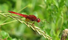 --- Feuerlibelle (Crocothemis erythraea) ---