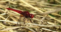 --- Feuerlibelle (Crocothemis erythraea) ---