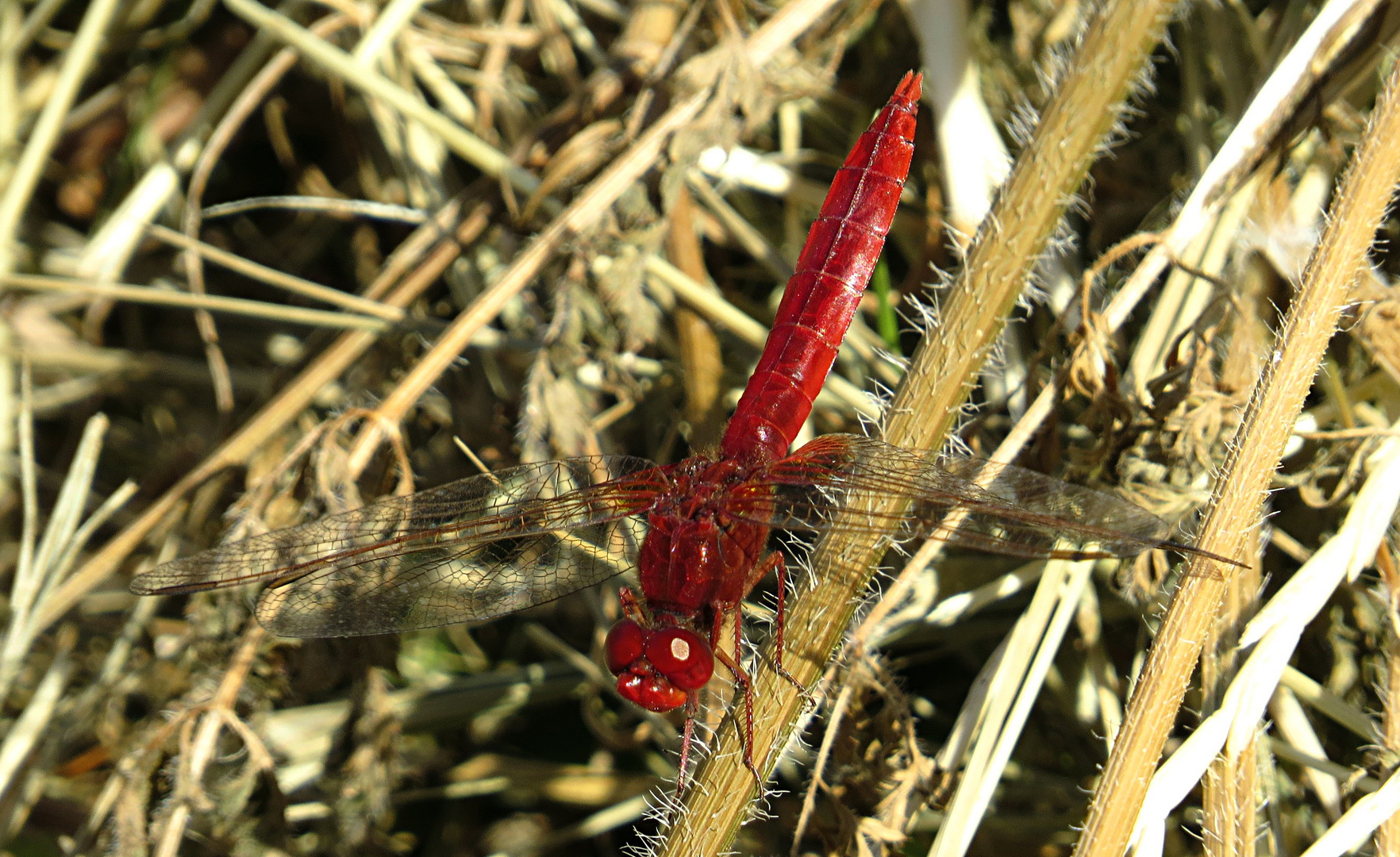 --- Feuerlibelle (Crocothemis erythraea) ---