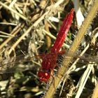 --- Feuerlibelle (Crocothemis erythraea) ---