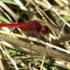 --- Feuerlibelle (Crocothemis erythraea) ---