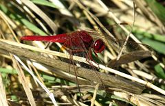 --- Feuerlibelle (Crocothemis erythraea) ---