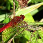 --- Feuerlibelle (Crocothemis erythraea) ---