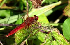 --- Feuerlibelle (Crocothemis erythraea) ---