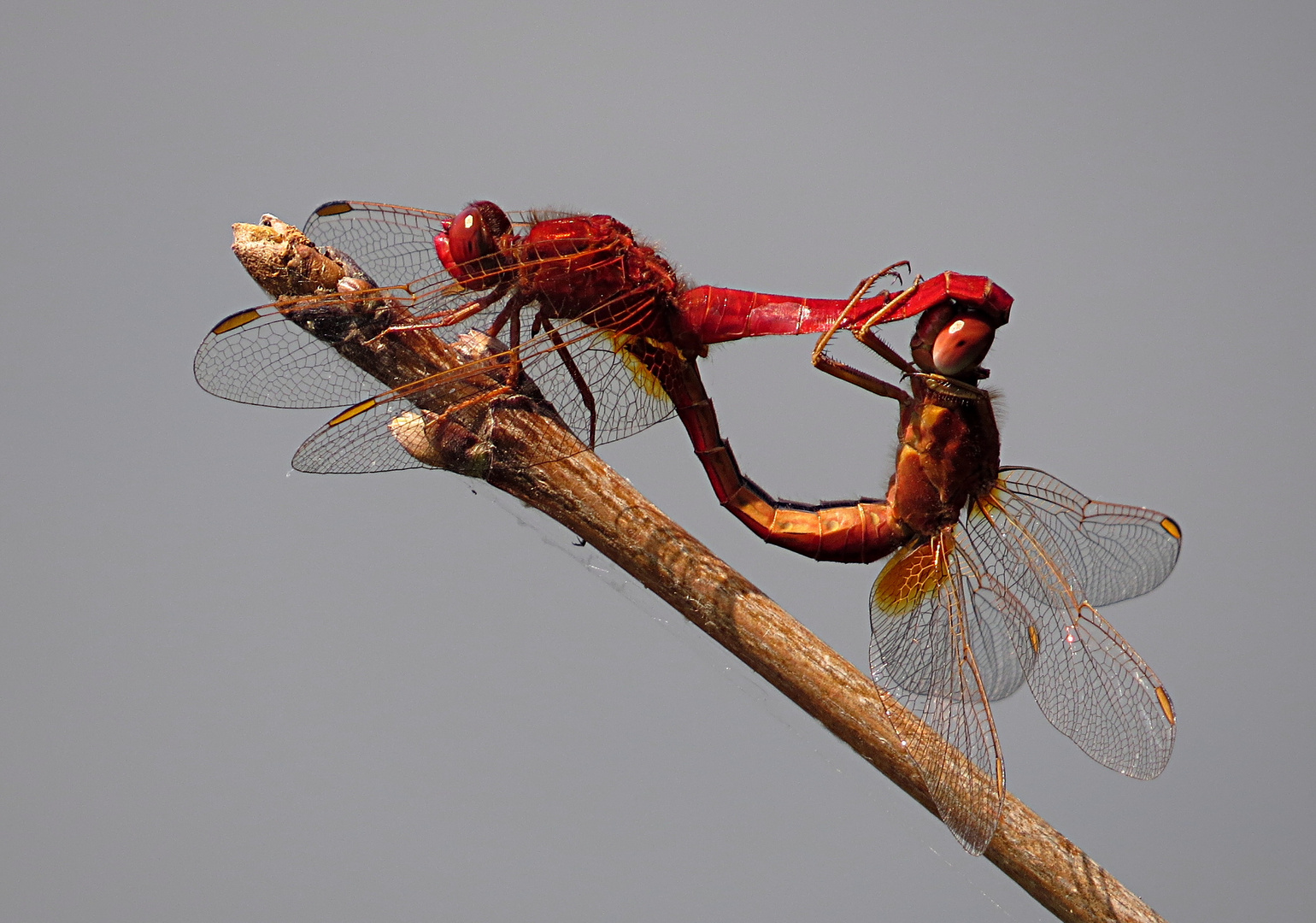 --- Feuerlibelle (Crocothemis erythraea) --- 