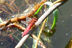 --- Feuerlibelle (Crocothemis erythraea) --- 