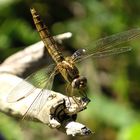 --- Feuerlibelle (Crocothemis erythraea) ---