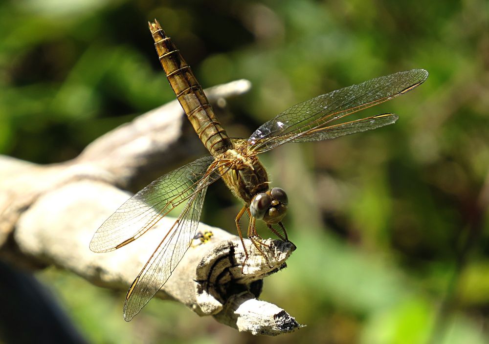 --- Feuerlibelle (Crocothemis erythraea) ---