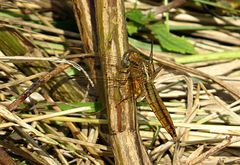 --- Feuerlibelle (Crocothemis erythraea) ---