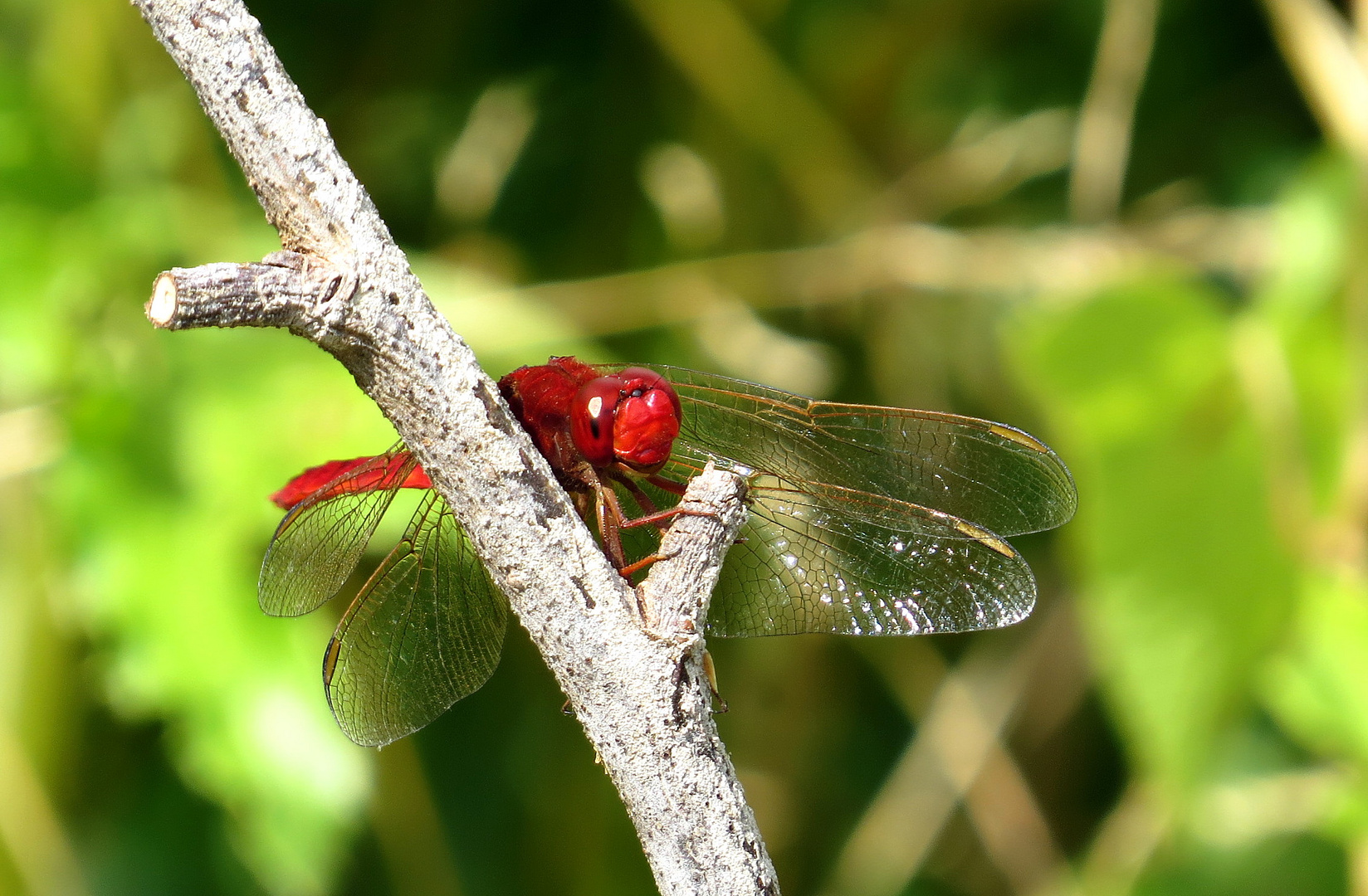 ... Feuerlibelle (Crocothemis erythraea) ...