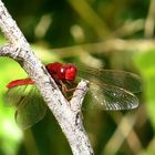 ... Feuerlibelle (Crocothemis erythraea) ...