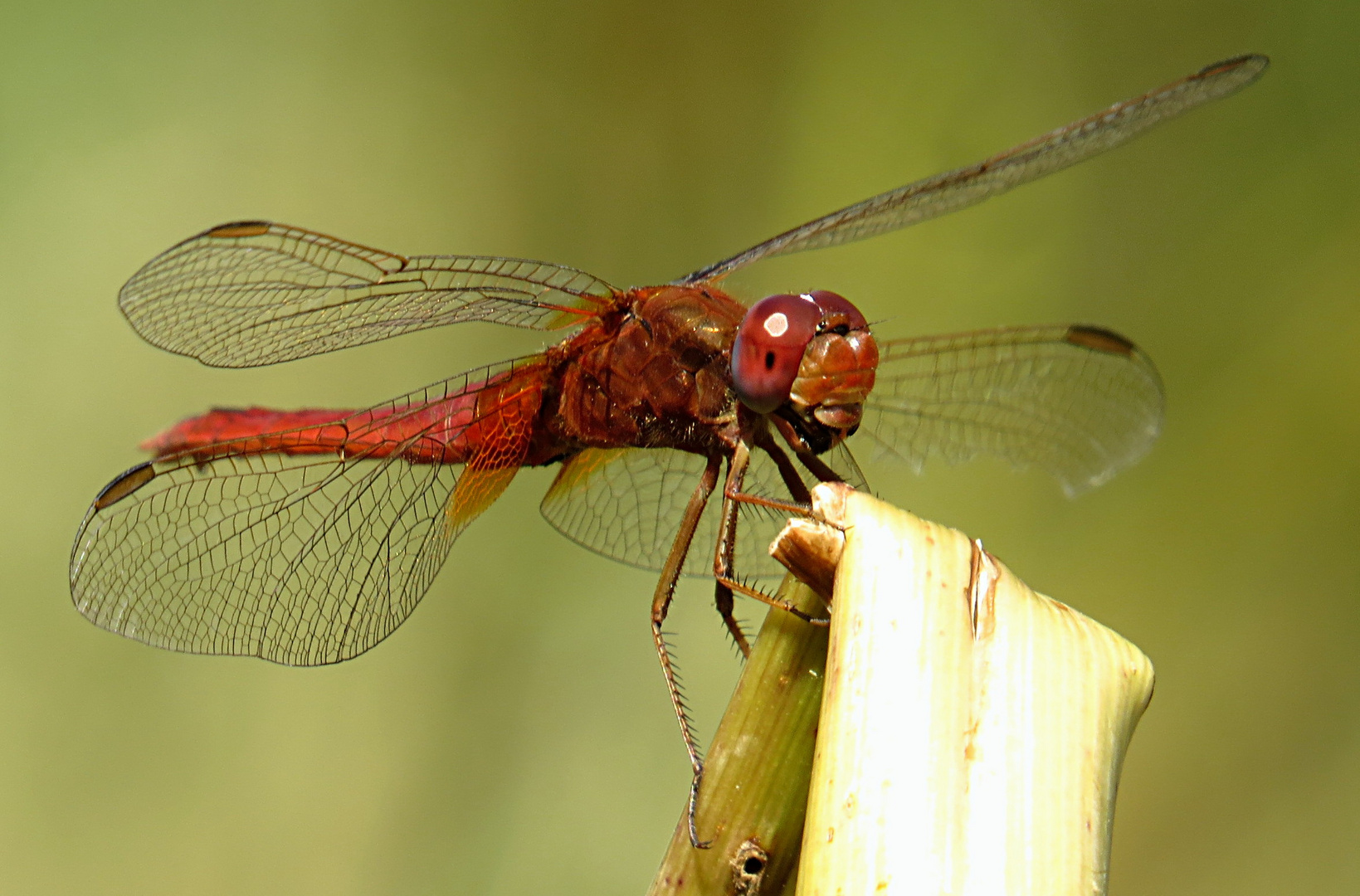 --- Feuerlibelle (Crocothemis erythraea) ---