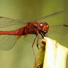 --- Feuerlibelle (Crocothemis erythraea) ---