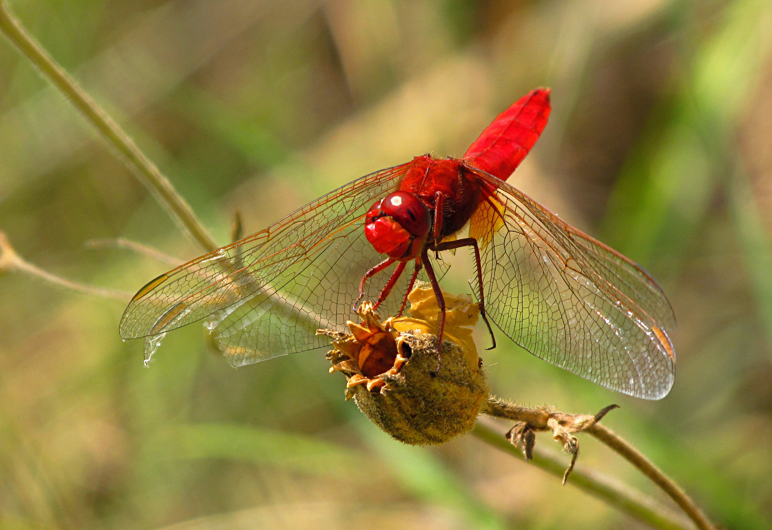 --- Feuerlibelle (Crocothemis erythraea) ---