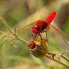 --- Feuerlibelle (Crocothemis erythraea) ---