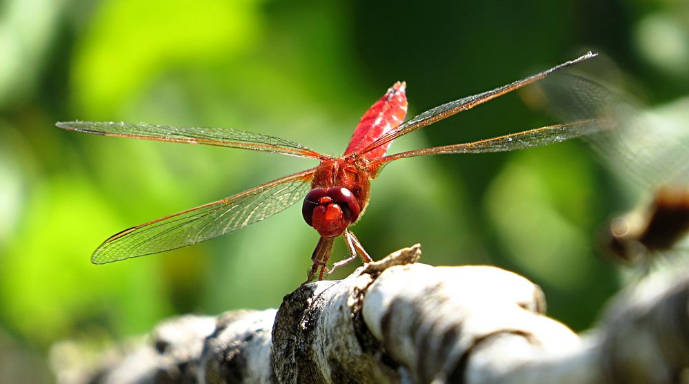 --- Feuerlibelle (Crocothemis erythraea) ---