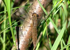 --- Feuerlibelle (Crocothemis erythraea) --- 