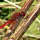 --- Feuerlibelle (Crocothemis erythraea) ---