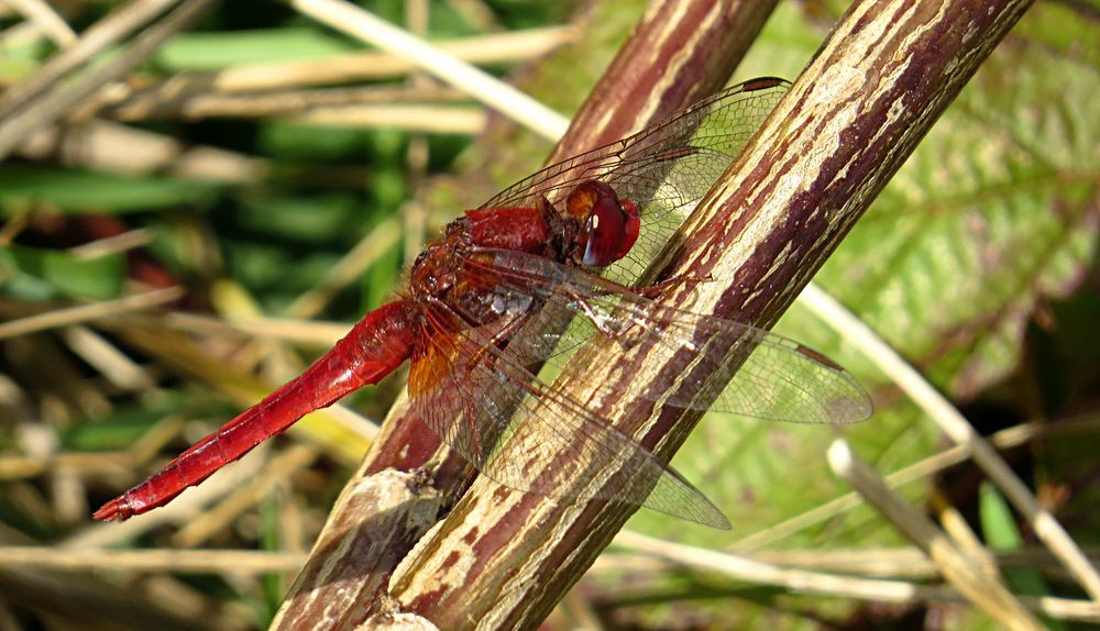 --- Feuerlibelle (Crocothemis erythraea) ---