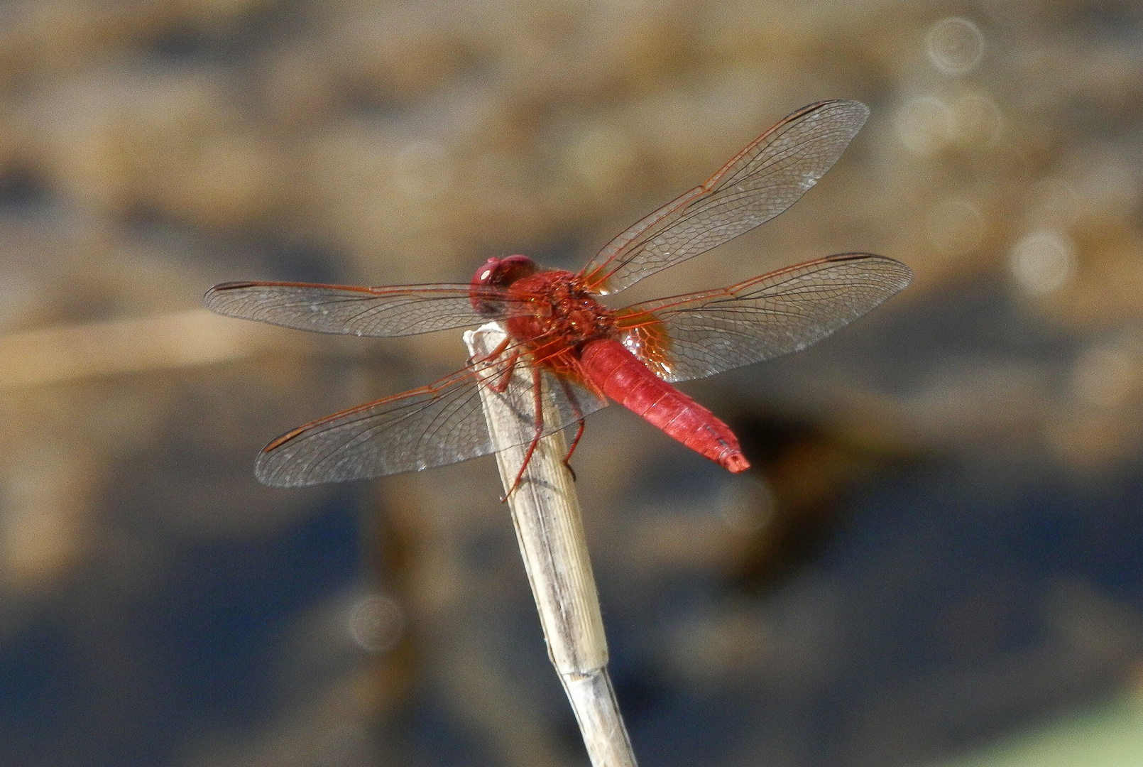 Feuerlibelle (Crocothemis erythraea)