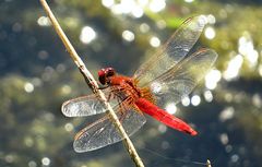 --- Feuerlibelle (Crocothemis erythraea) ---