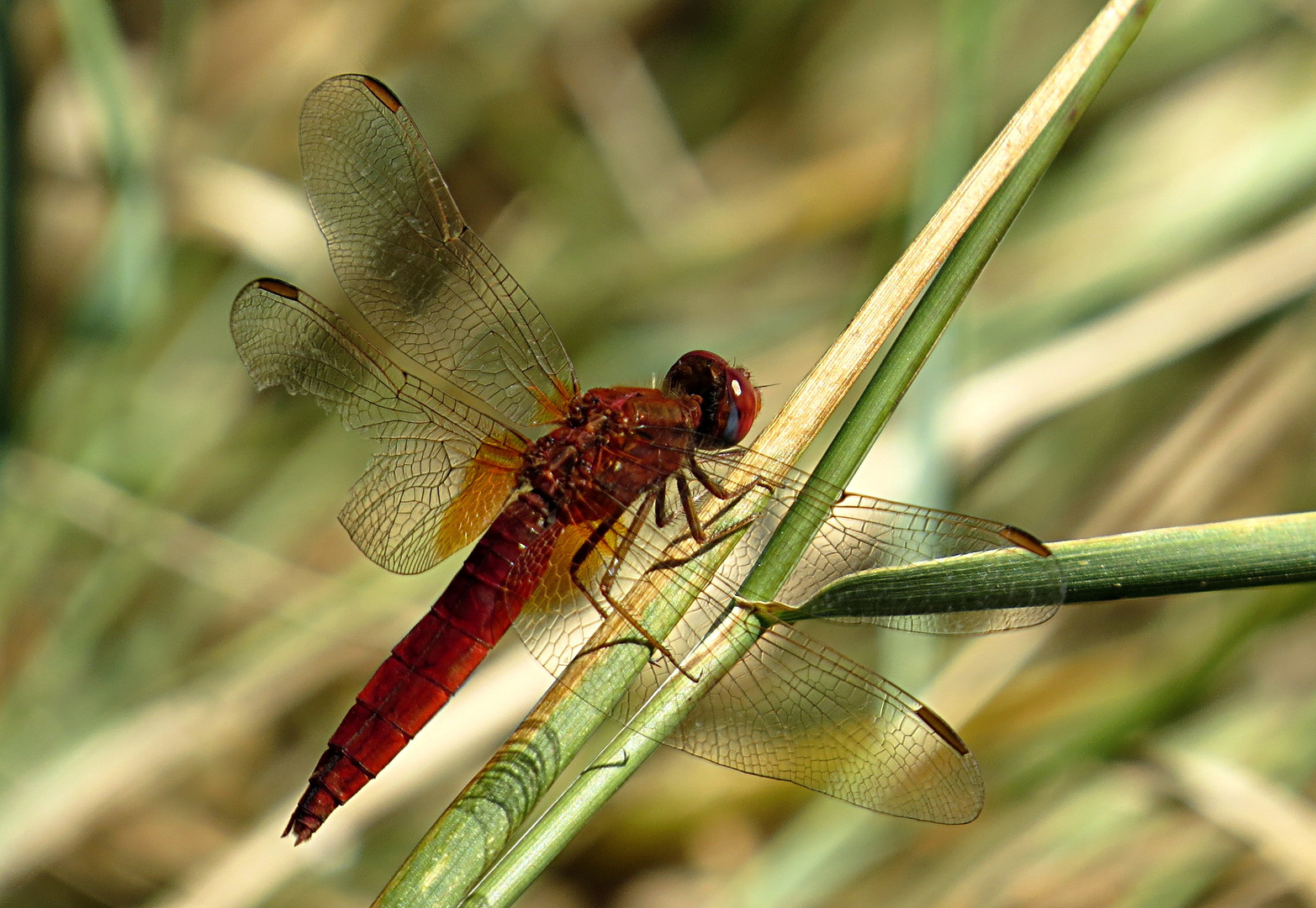 --- Feuerlibelle (Crocothemis erythraea) ---