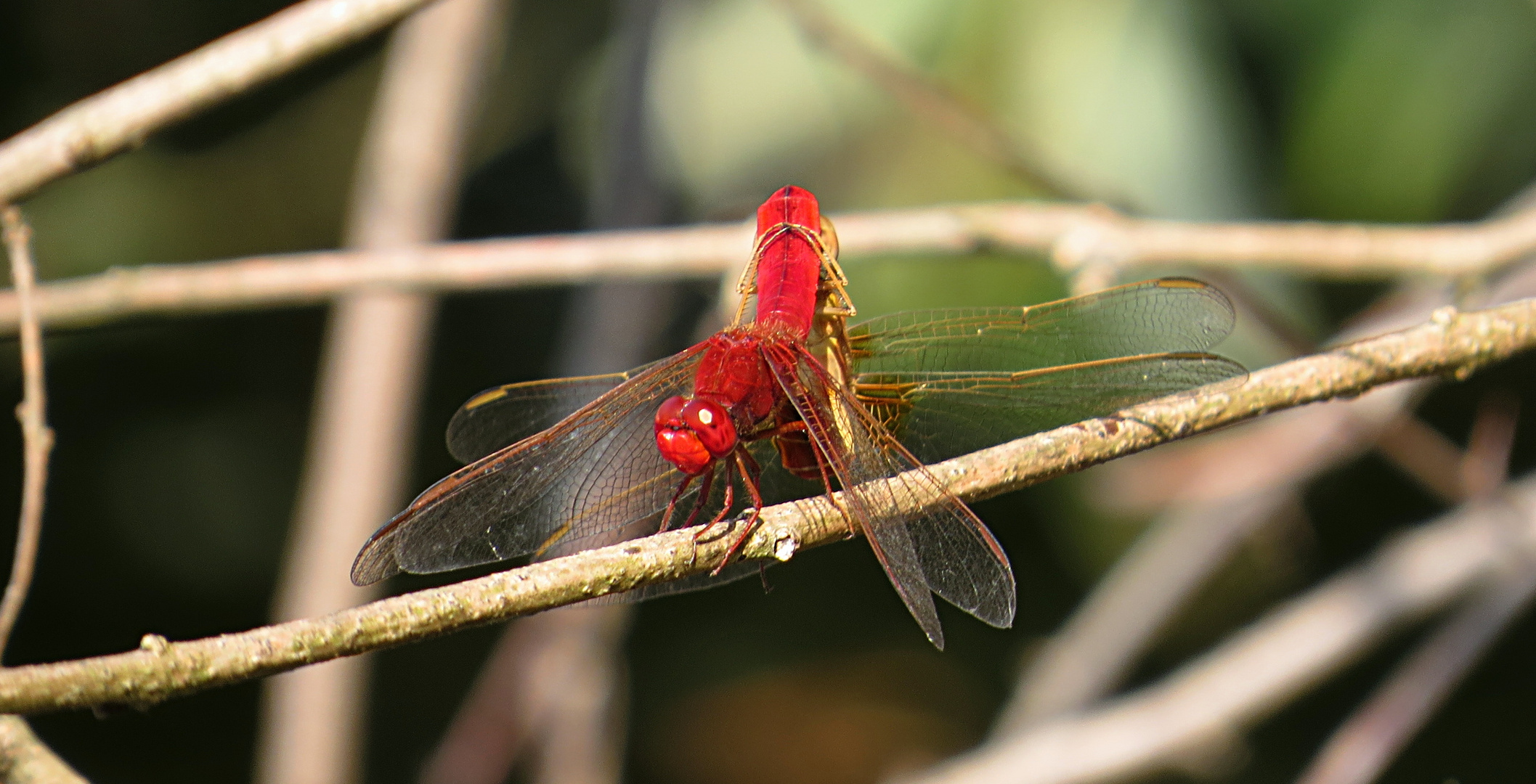 --- Feuerlibelle (Crocothemis erythraea) ---