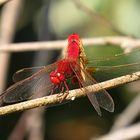 --- Feuerlibelle (Crocothemis erythraea) ---