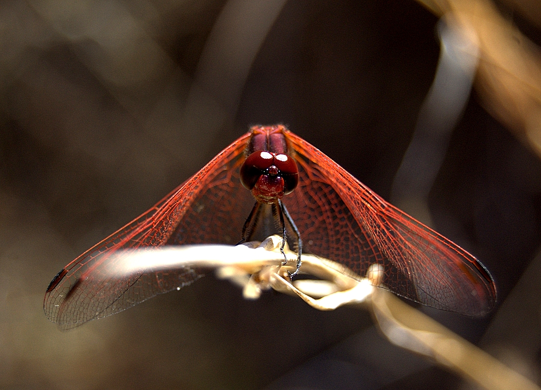 Feuerlibelle - Crocothemis erythraea