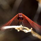 Feuerlibelle - Crocothemis erythraea