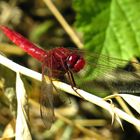 ... Feuerlibelle (Crocothemis erythraea) ...