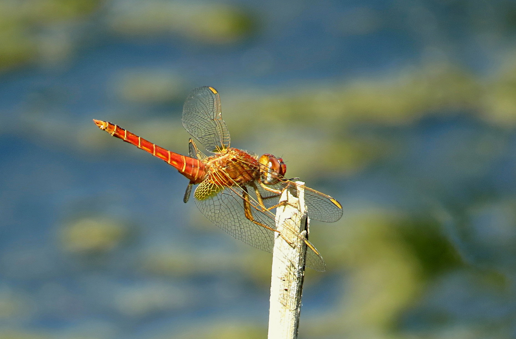 --- Feuerlibelle (Crocothemis erythraea) ---