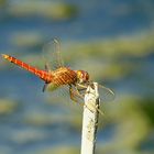 --- Feuerlibelle (Crocothemis erythraea) ---