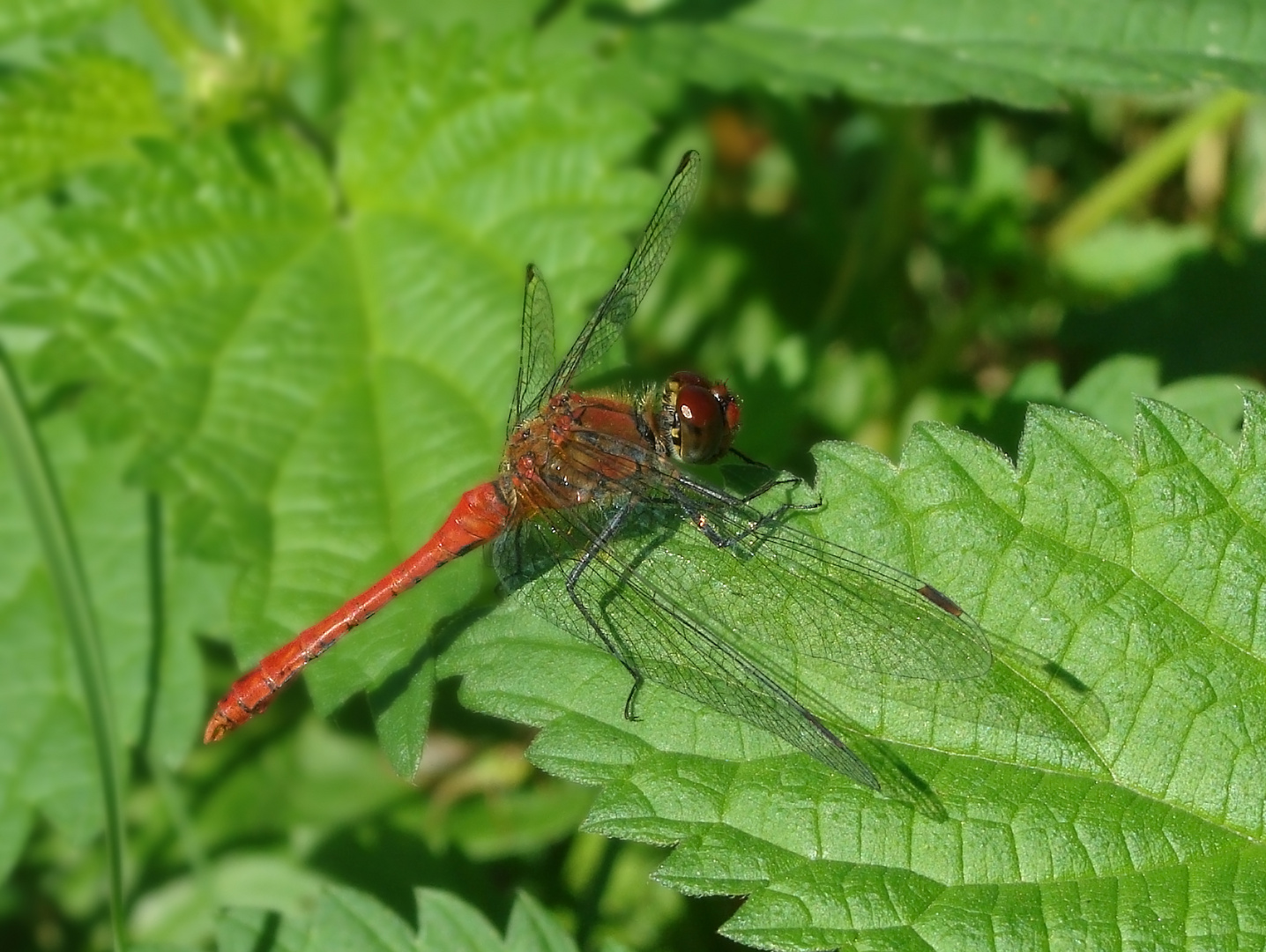 Feuerlibelle (Crocothemis erythraea)