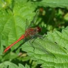 Feuerlibelle (Crocothemis erythraea)