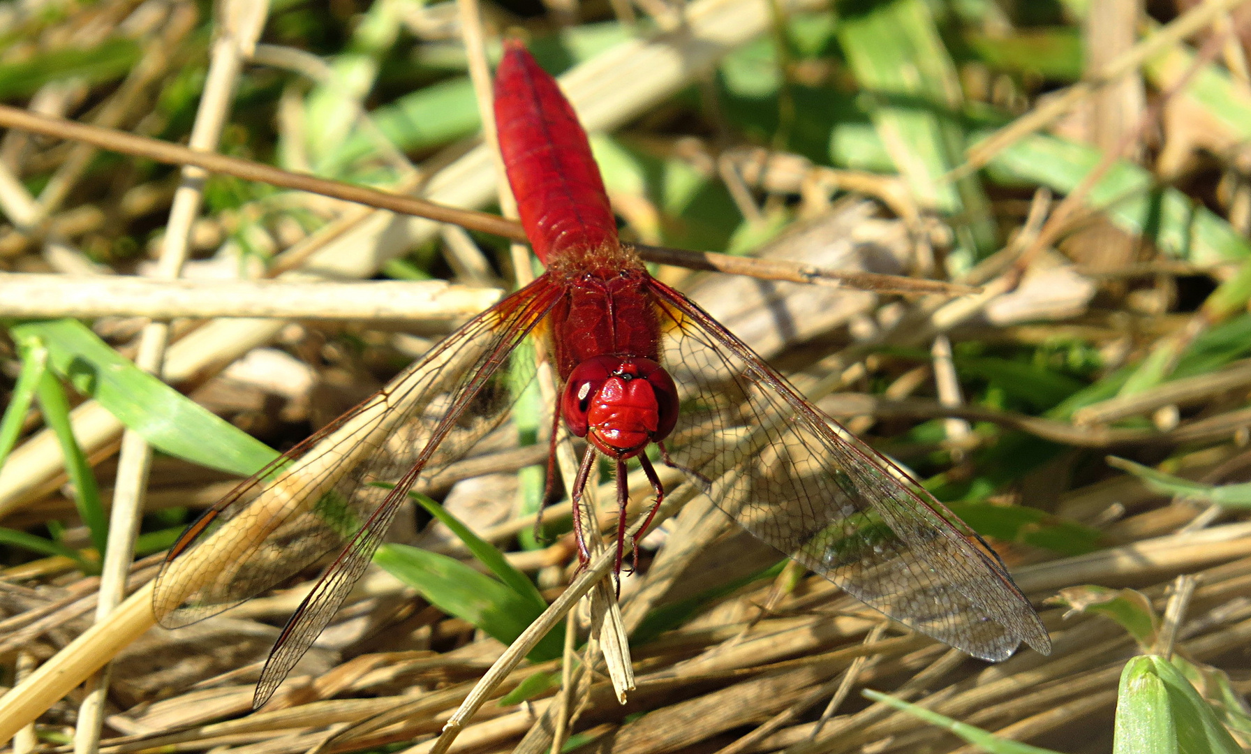 --- Feuerlibelle (Crocothemis erythraea) ---