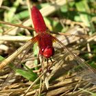 --- Feuerlibelle (Crocothemis erythraea) ---