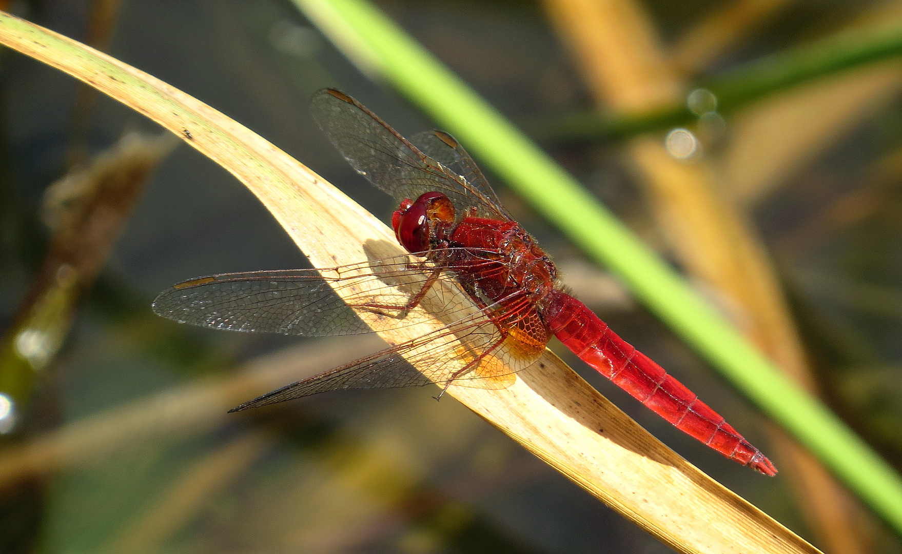 ... Feuerlibelle (Crocothemis erythraea) ...