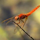 --- Feuerlibelle (Crocothemis erythraea) ---