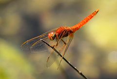 --- Feuerlibelle (Crocothemis erythraea) ---