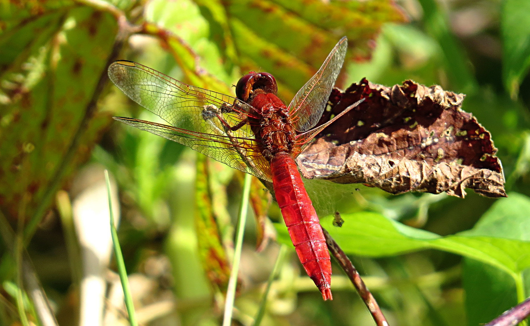 --- Feuerlibelle (Crocothemis erythraea) ---