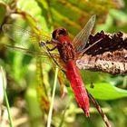 --- Feuerlibelle (Crocothemis erythraea) ---