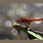 Feuerlibelle (Crocothemis erythraea)