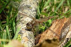 --- Feuerlibelle (Crocothemis erythraea) ---