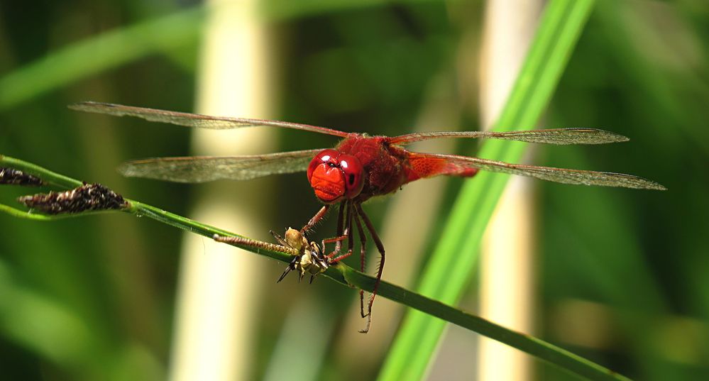 --- Feuerlibelle (Crocothemis erythraea) ---