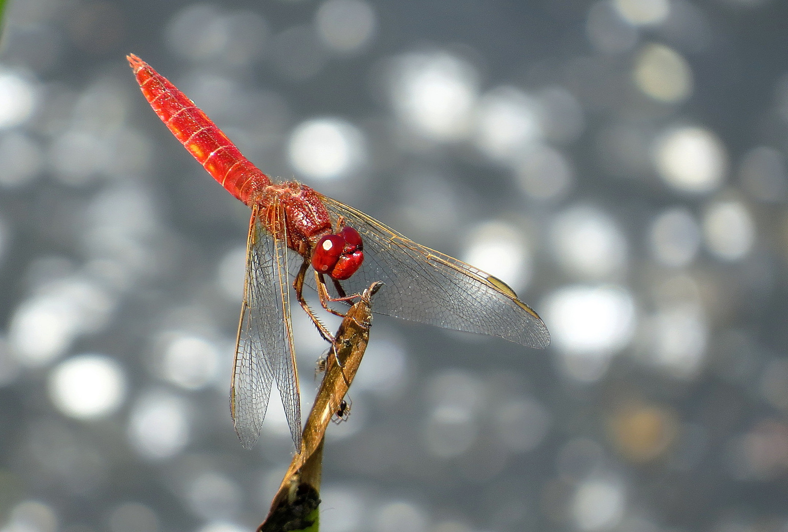 ... Feuerlibelle (Crocothemis erythraea) ... 